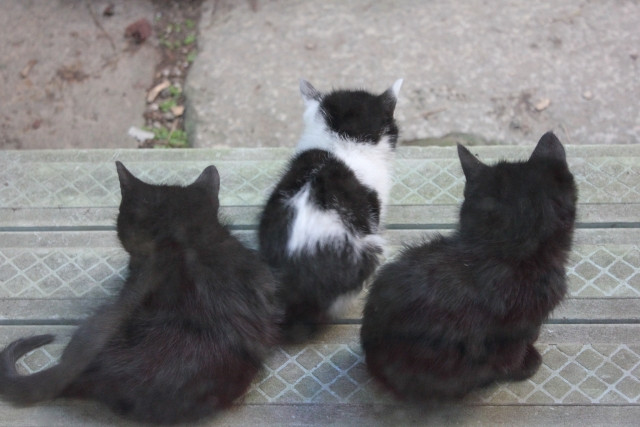 산비키(三匹; さんびき) / 세 마리 이미지