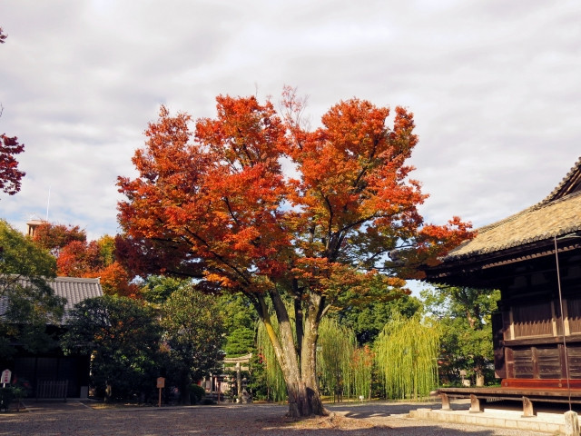 산주산겐도 / 三十三間堂 / さんじゅうさんげんどう 이미지