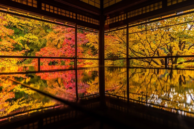 루리코인 / 瑠璃光院 / るりこういん 이미지