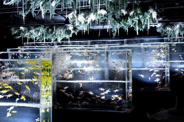 ART AQUARIUM MUSEUM GINZA