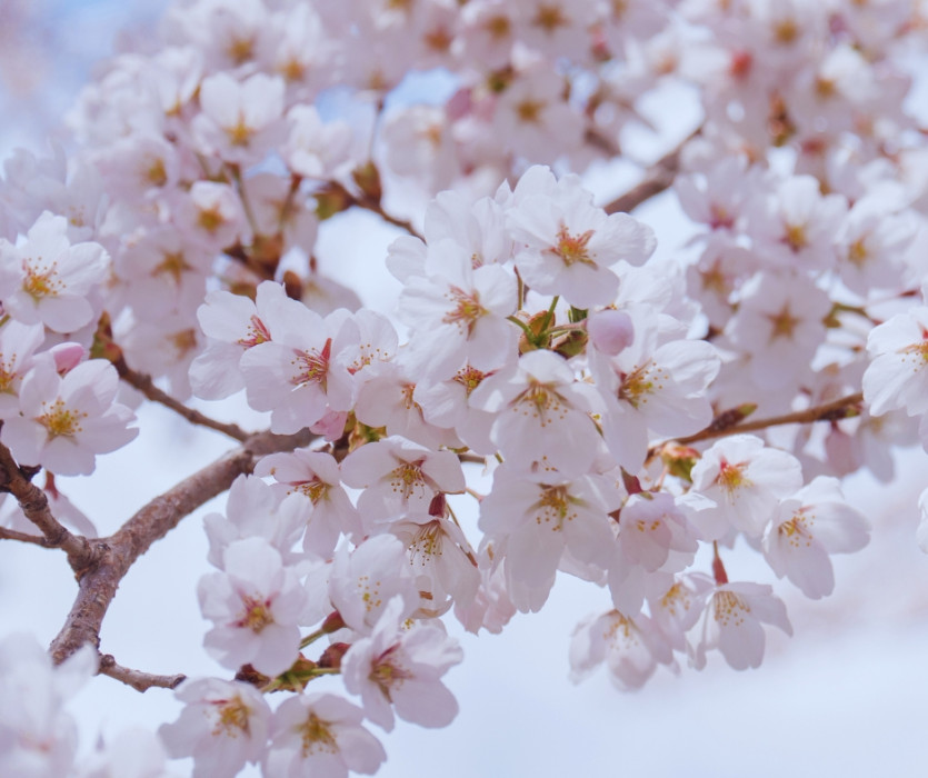 hoa anh đào nhật bản 