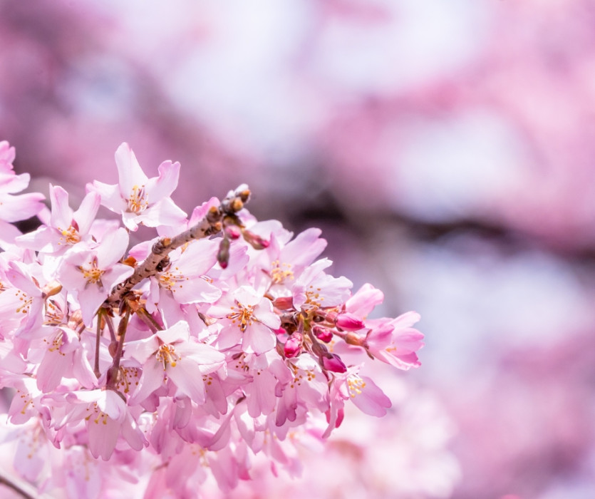 hoa anh đào nhật bản 