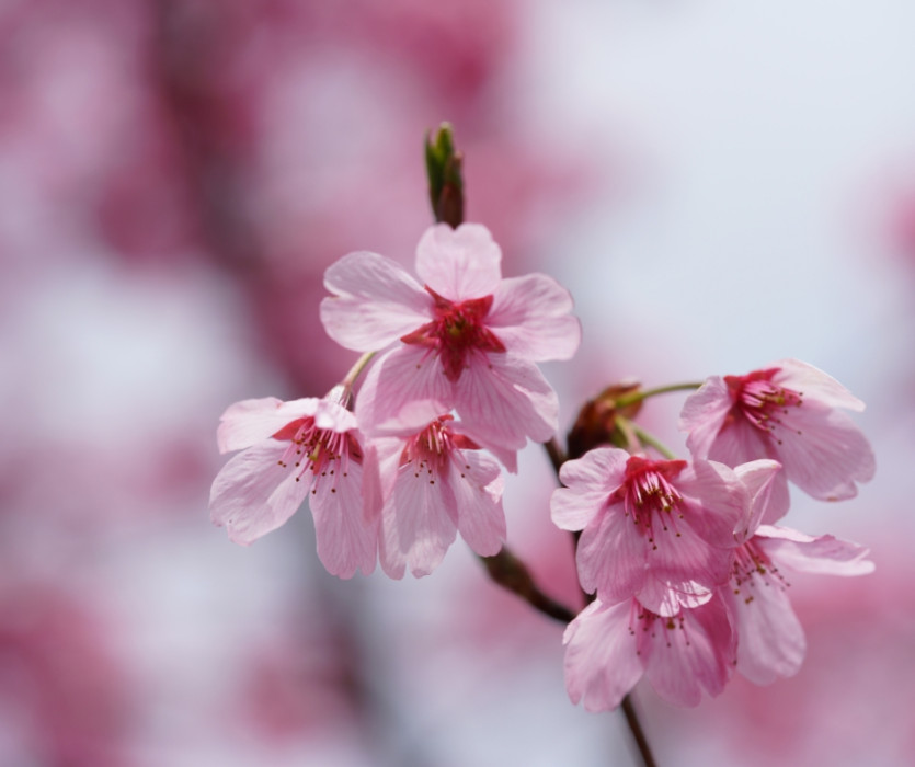 hoa anh đào nhật bản 