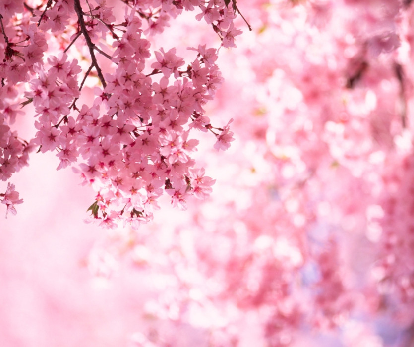 hoa anh đào nhật bản 