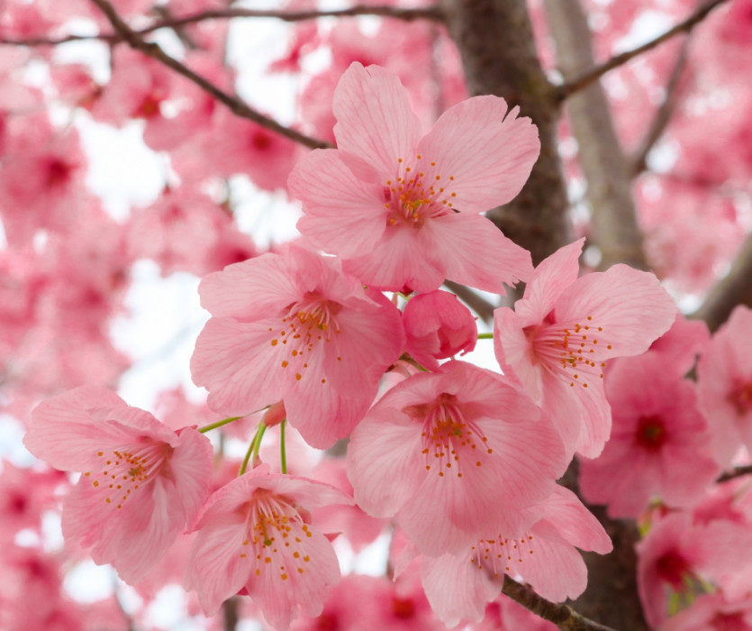 hoa anh đào nhật bản 