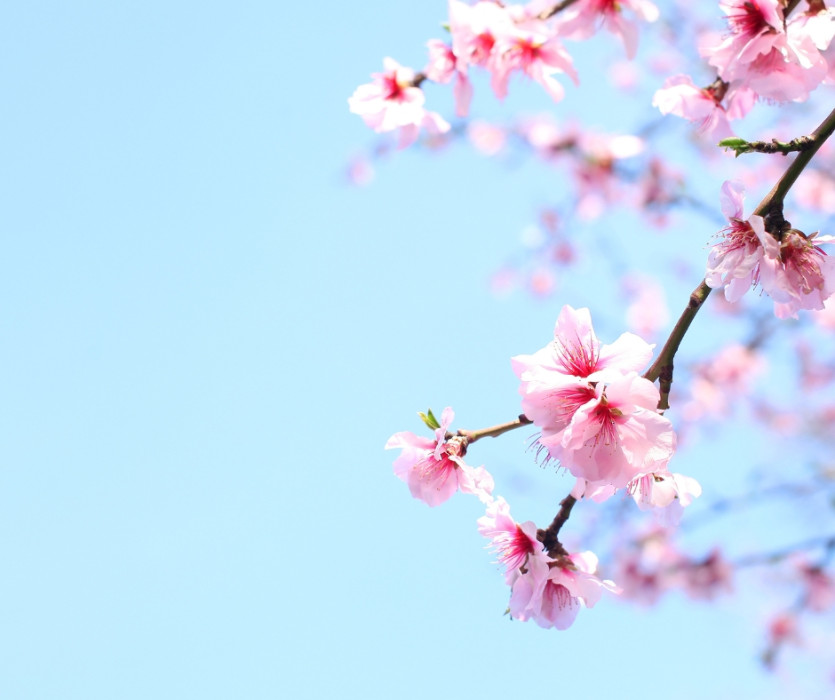 hoa anh đào nhật bản 