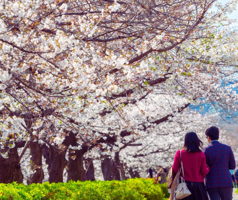 Lễ hội hoa anh đào Hanami