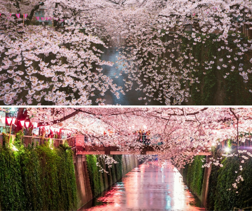 Lễ hội hoa anh đào Hanami