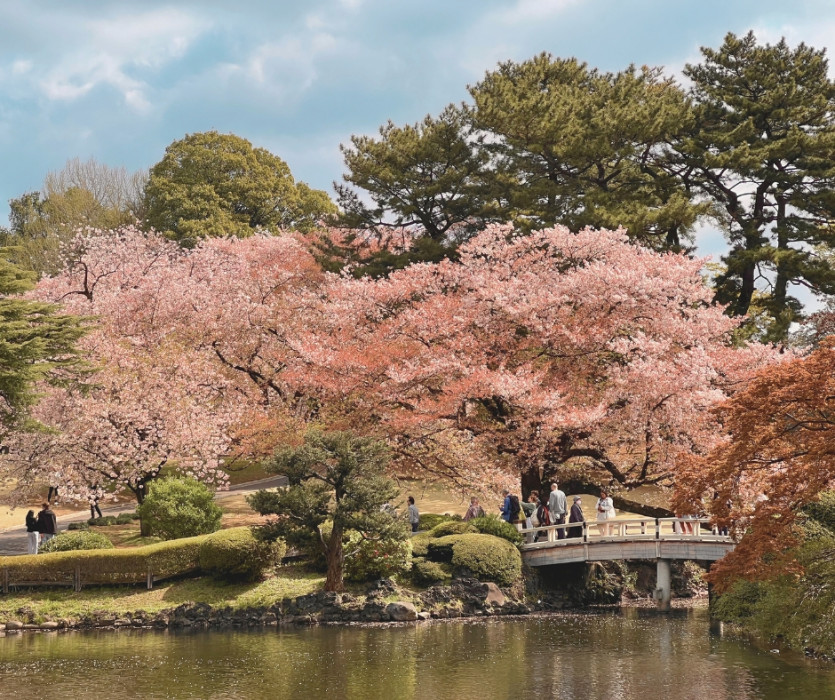 Lễ hội hoa anh đào Hanami