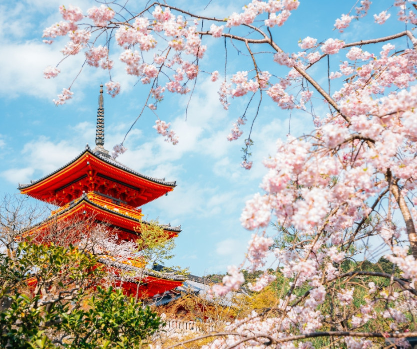 Lễ hội hoa anh đào Hanami