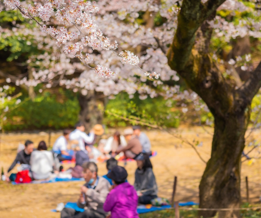 Lễ hội hoa anh đào Hanami