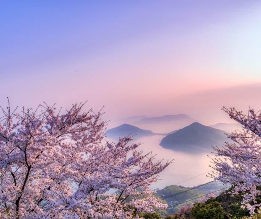 Lễ hội hoa anh đào Hanami