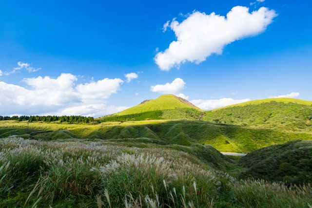 日本と海外の花粉症の画像