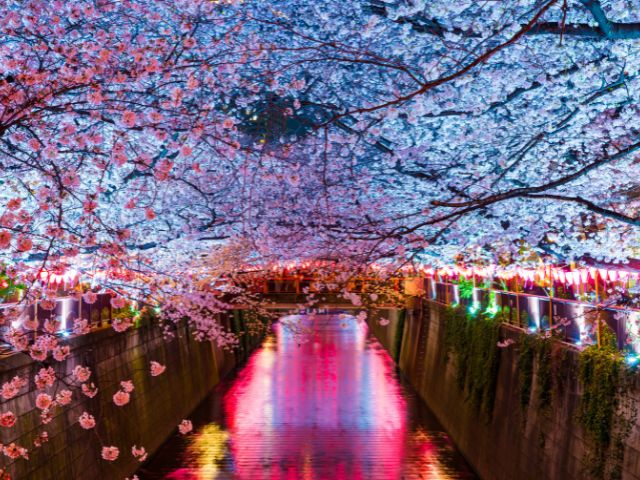 Meguro River night time illumination yozakura