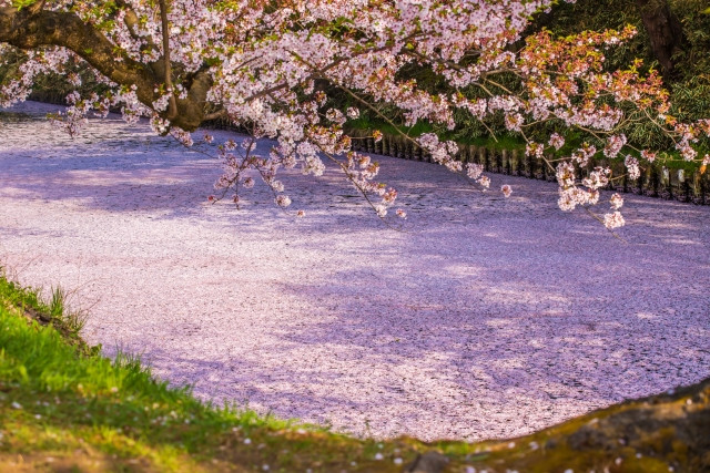 Hirosaki Park's cherry blossom moat