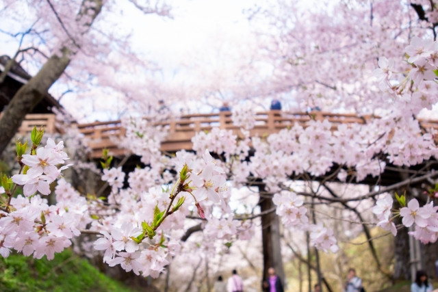 Takato Castle Ruins Park cherry blossoms and bridge
