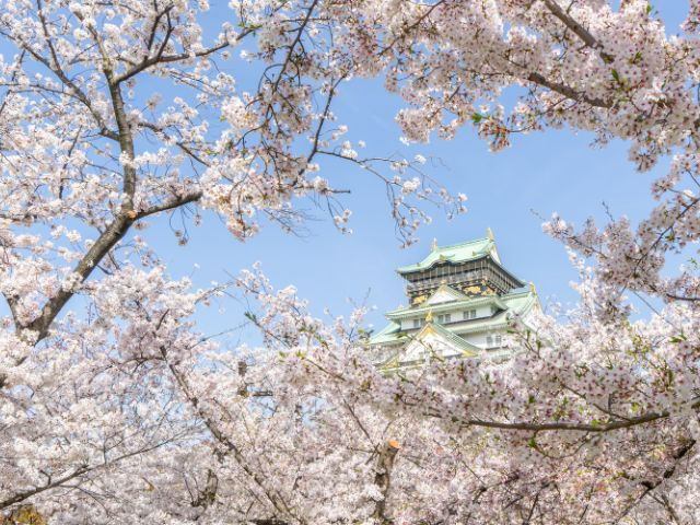 Osaka Castle Park view of Osaka Castle with cherry blossoms taken from Nishonamaru 