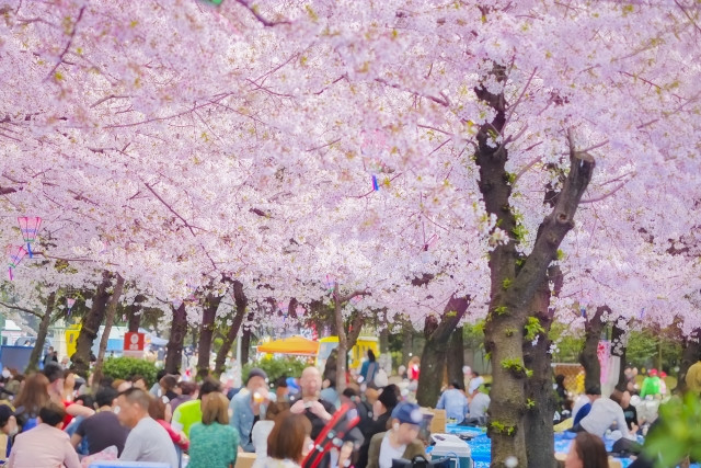 Hanami picnic scene in Japan