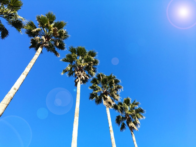 일본의 인기 신혼 여행지는? 이미지