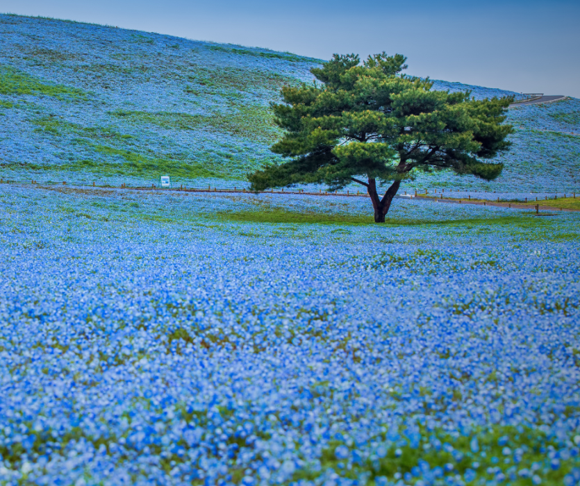【이바라키현】국영 히타치 카이힌 공원(国営ひたち海浜公園) 이미지