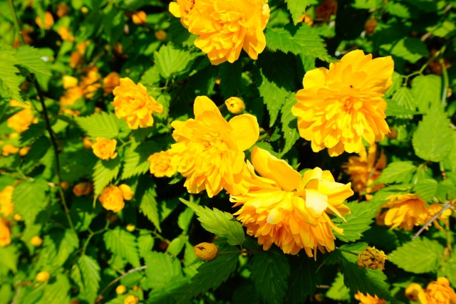 Imagen de Yamabuki-iro