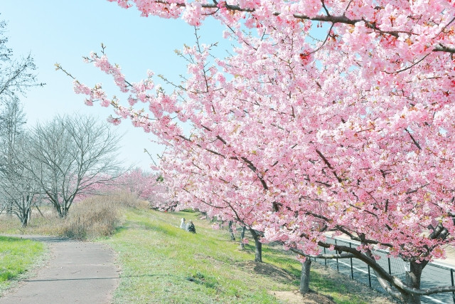 Imágenes con colores tradicionales que te permiten sentir las estaciones japonesas.