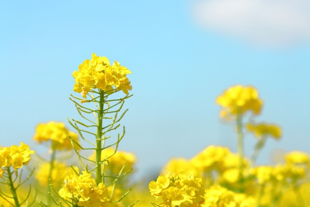 Imágenes de colores tradicionales japoneses de primavera.