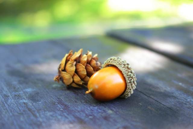 Imágenes de los colores tradicionales del otoño en Japón.