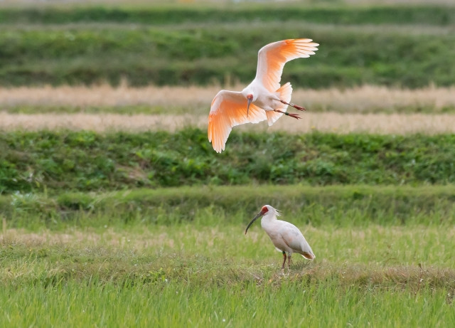 Imágenes de colores tradicionales japoneses en invierno.