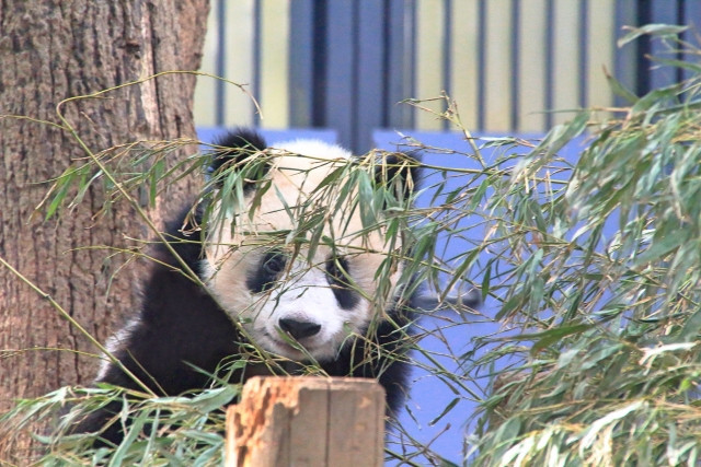Imágenes de la historia de la cría de pandas en Japón