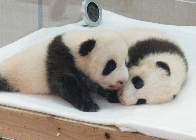 ¿Cuáles son las características y ecología de los pandas? Imagen de