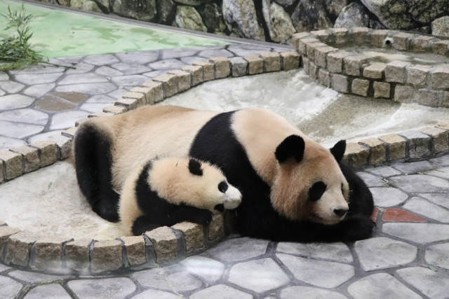 ¿En qué zoológico de Japón puedes encontrarte con pandas? Imagen de