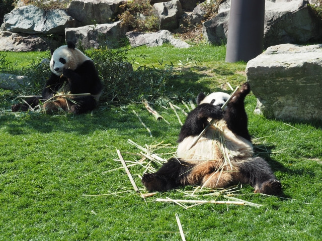 Imágenes de Adventure World (Prefectura de Wakayama)