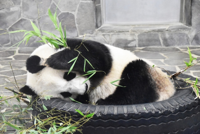 Imágenes del Zoológico Oji de la ciudad de Kobe (Prefectura de Hyogo)