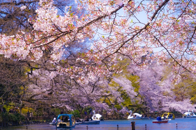 สวนสาธารณะอิโนะคาชิระ