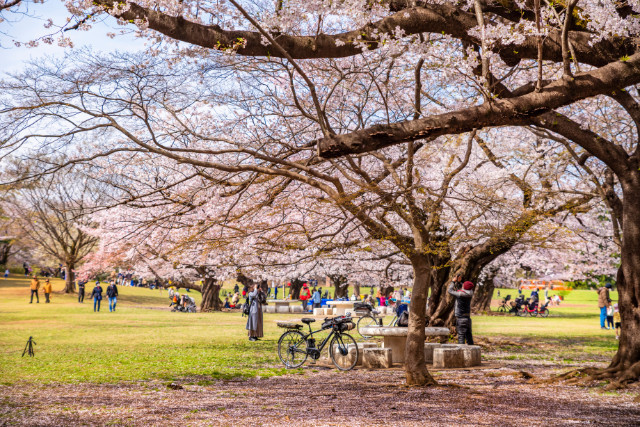 ฮิคาริกาโอกะ