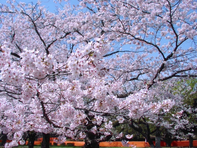 สวนสาธารณะโยโยกิ