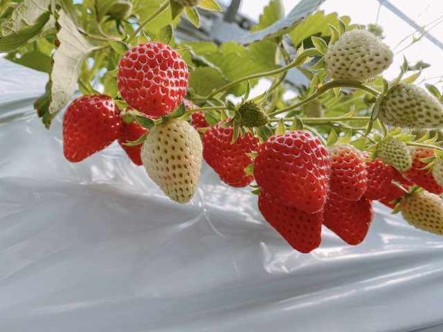 Vườn dâu ở Tokyo