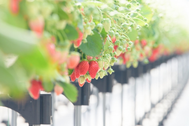 Vườn dâu ở Tokyo