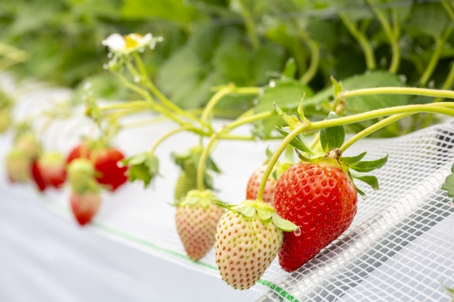 Vườn dâu ở Tokyo