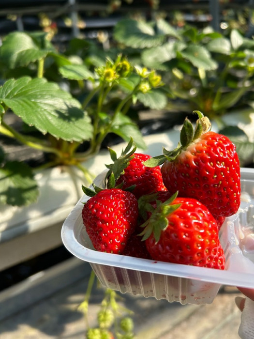 Vườn dâu ở Tokyo