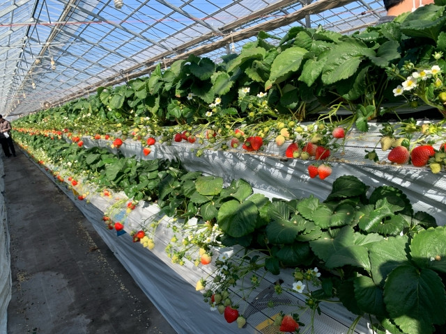 Vườn dâu ở Tokyo