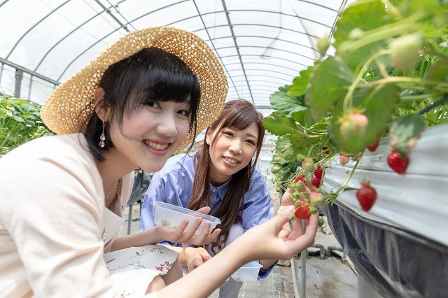 Vườn dâu ở Tokyo