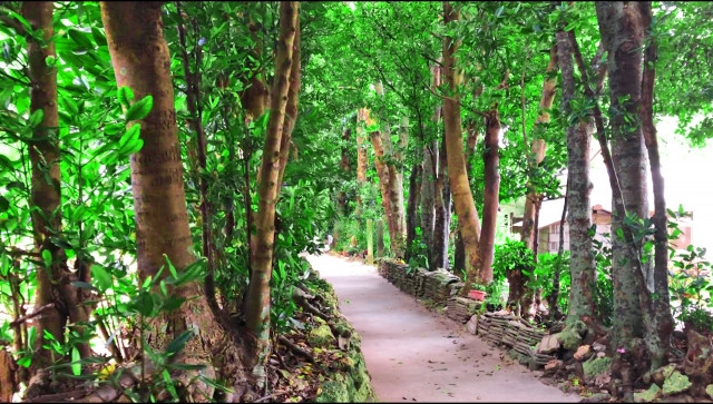 Imagen de los árboles Fukugi en Bise