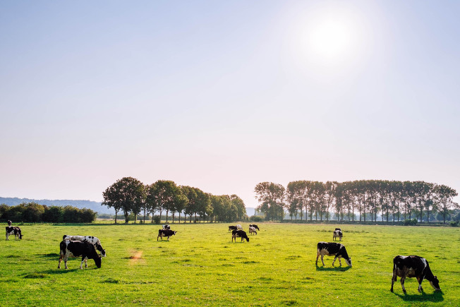 dairy farm in hokkaido
