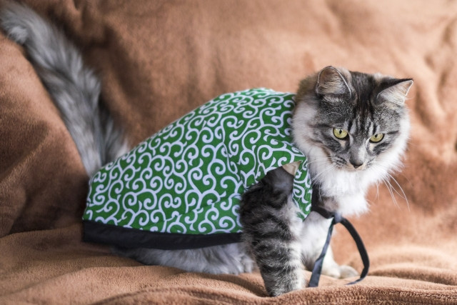 Imágenes de arabescos