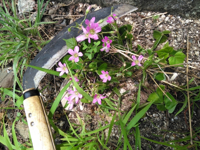 Las imágenes de precaución como impermanencia y crueldad tienen significados completamente diferentes.