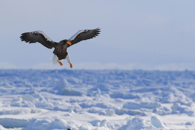 Imágenes de Shiretoko