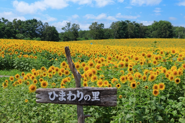 Hokuryu sunflower village in hokkaido