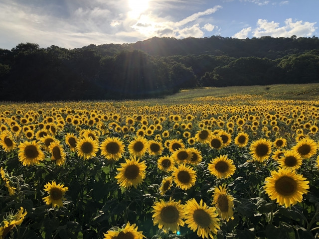 best sunflower fields in japan to visit
